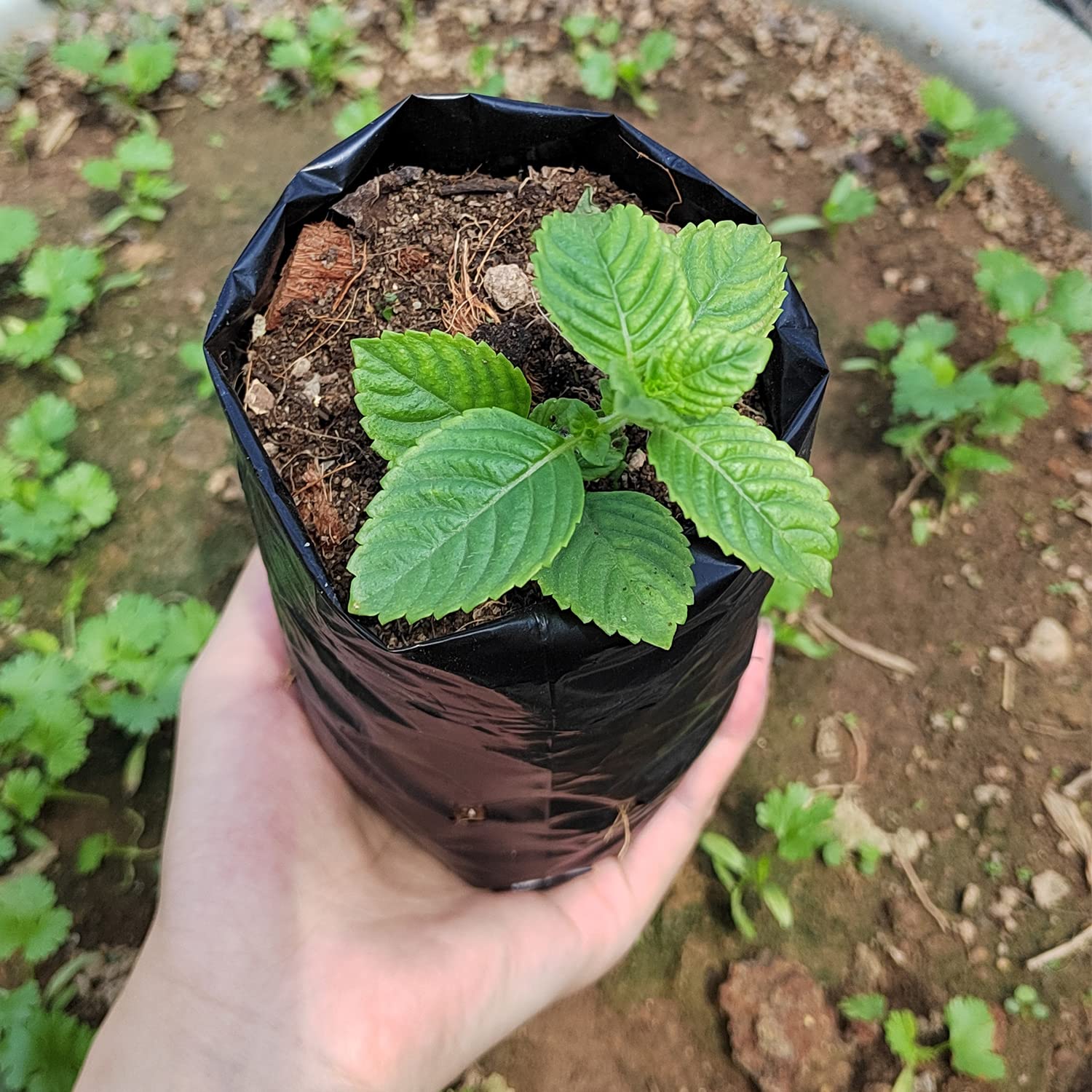 Belit 100 Pcs Plant Nursery Bags - 3.5