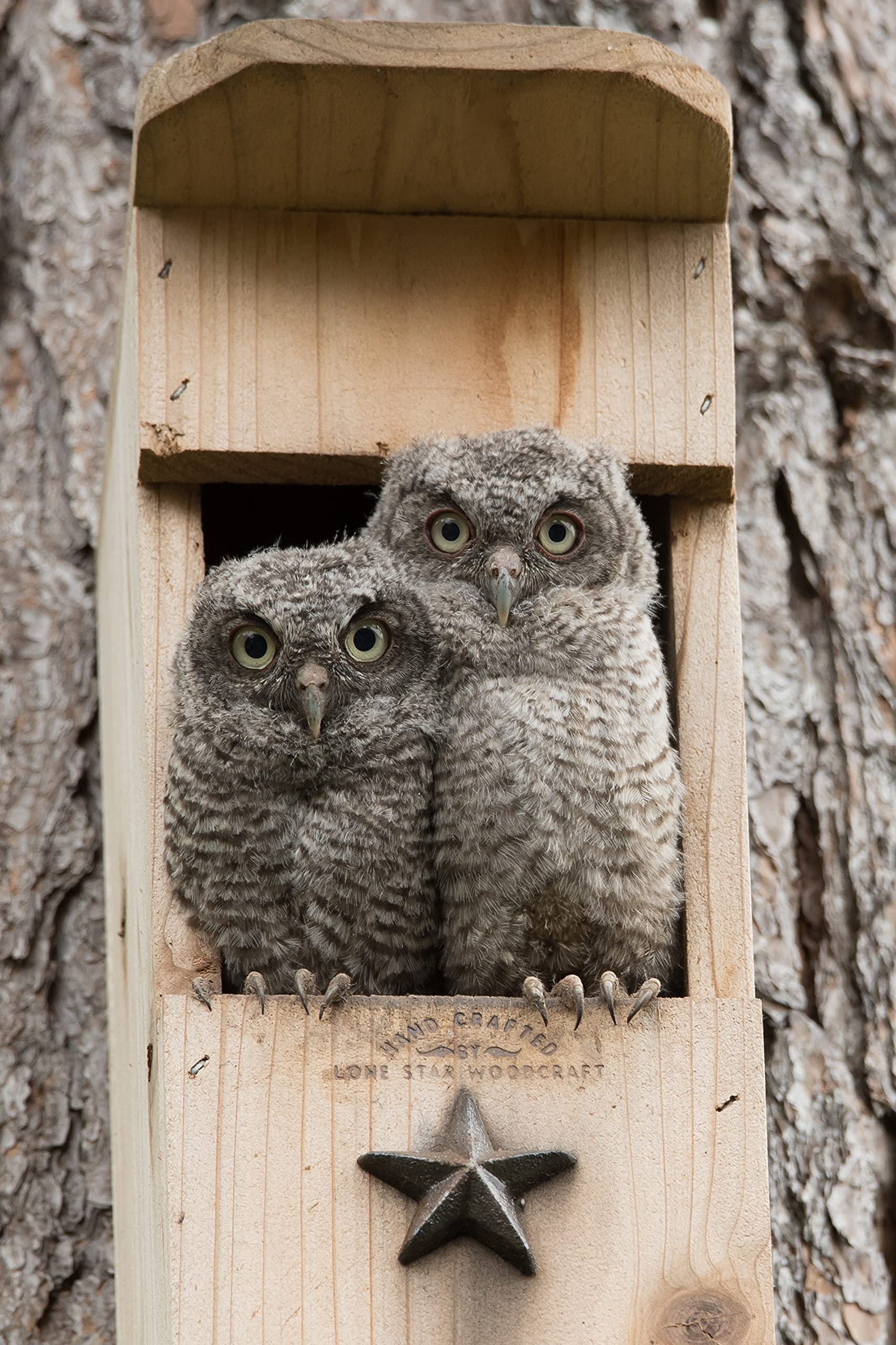 Screech Owl House - Handcrafted Wooden Nesting Box for Backyard Birdwatching | Perfect for Garden, Patio & Wildlife Conservation