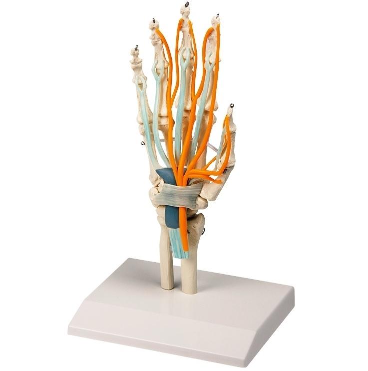Hand Skeleton Model with Tendons, Nerves & Carpal Tunnel - Anatomical Study Tool for Medical Students, Doctors & Science Classrooms | Perfect for Anatomy Education, Physical Therapy & Medical Demonstrations