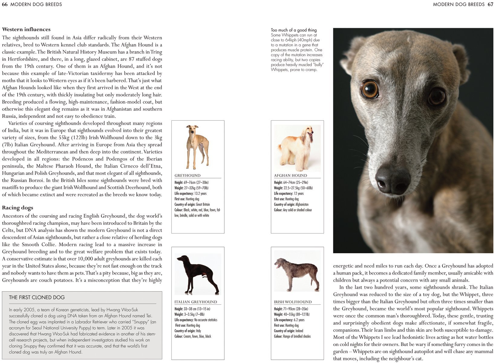 **The Ultimate Dog Care Guide for Pet Owners - Training, Nutrition & Health Tips for Happy Dogs | Perfect for New & Experienced Dog Owners**
