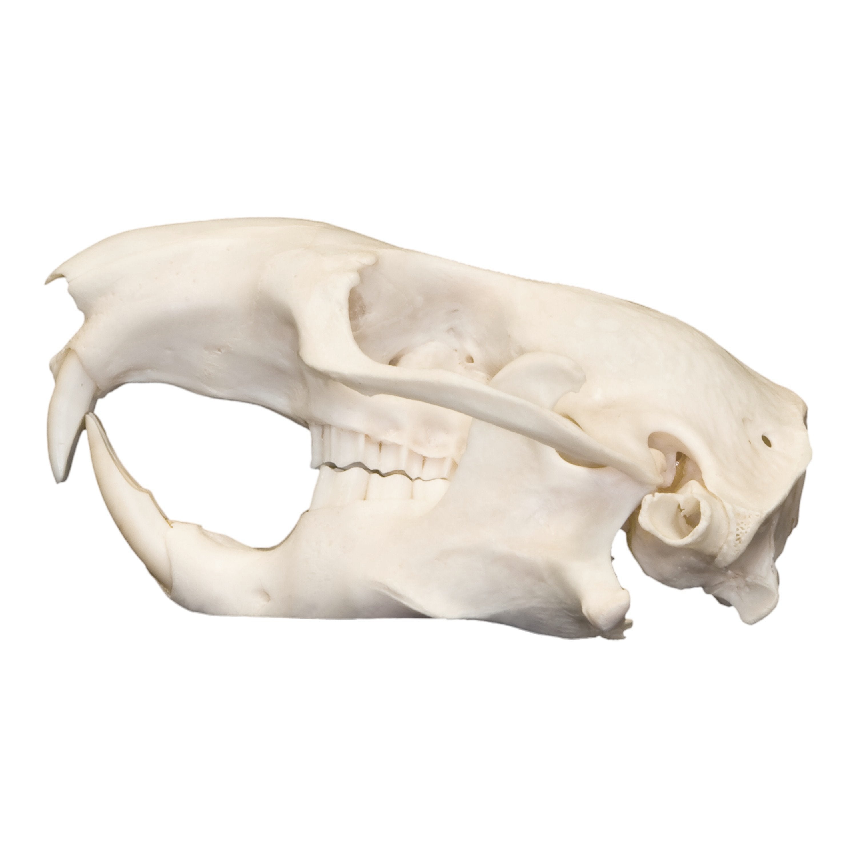 Real Mountain Beaver Skull - Authentic Taxidermy Specimen for Collectors & Decor | Perfect for Gothic Home Decor, Cabinets of Curiosities & Educational Displays