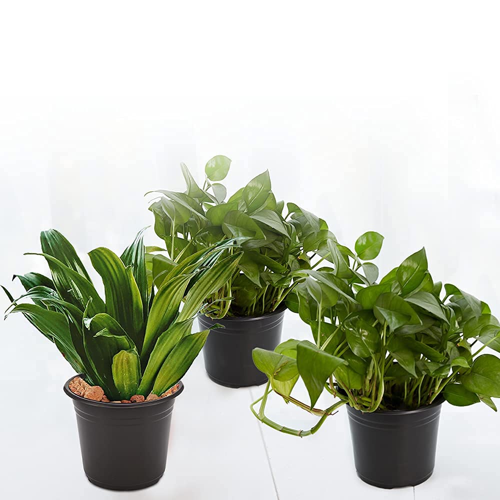 JERIA 50-Pack 0.5 Gallon Plastic Plant Nursery Pots - Seed Starting Pots, Flower Plant Containers for Indoor/Outdoor Gardening, Transplanting, and Home Garden Use