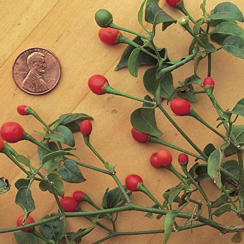 Bird Pepper