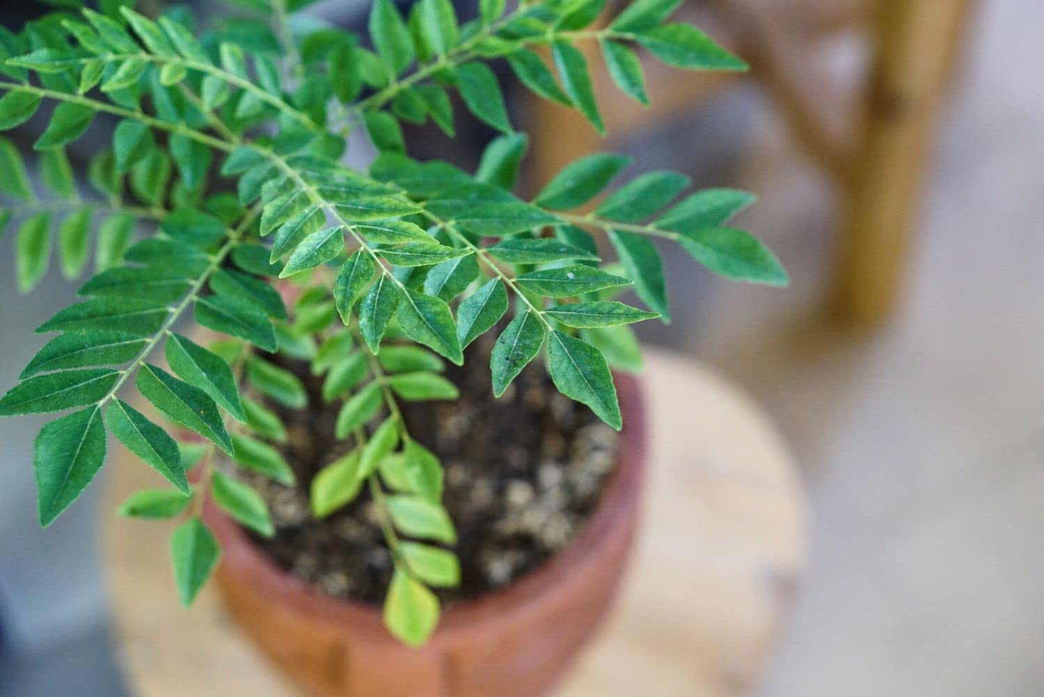 UGALOO Fresh Curry Leaf Plant (Murraya Koenigii) - Organic Herb for Indian Cooking, Ayurvedic Remedies & Home Gardening