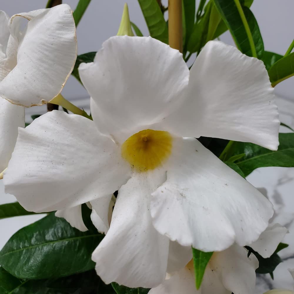 Live Mandevilla Vine Plant with Trellis - White Giant Tropical Flowering Vine from Florida - 36