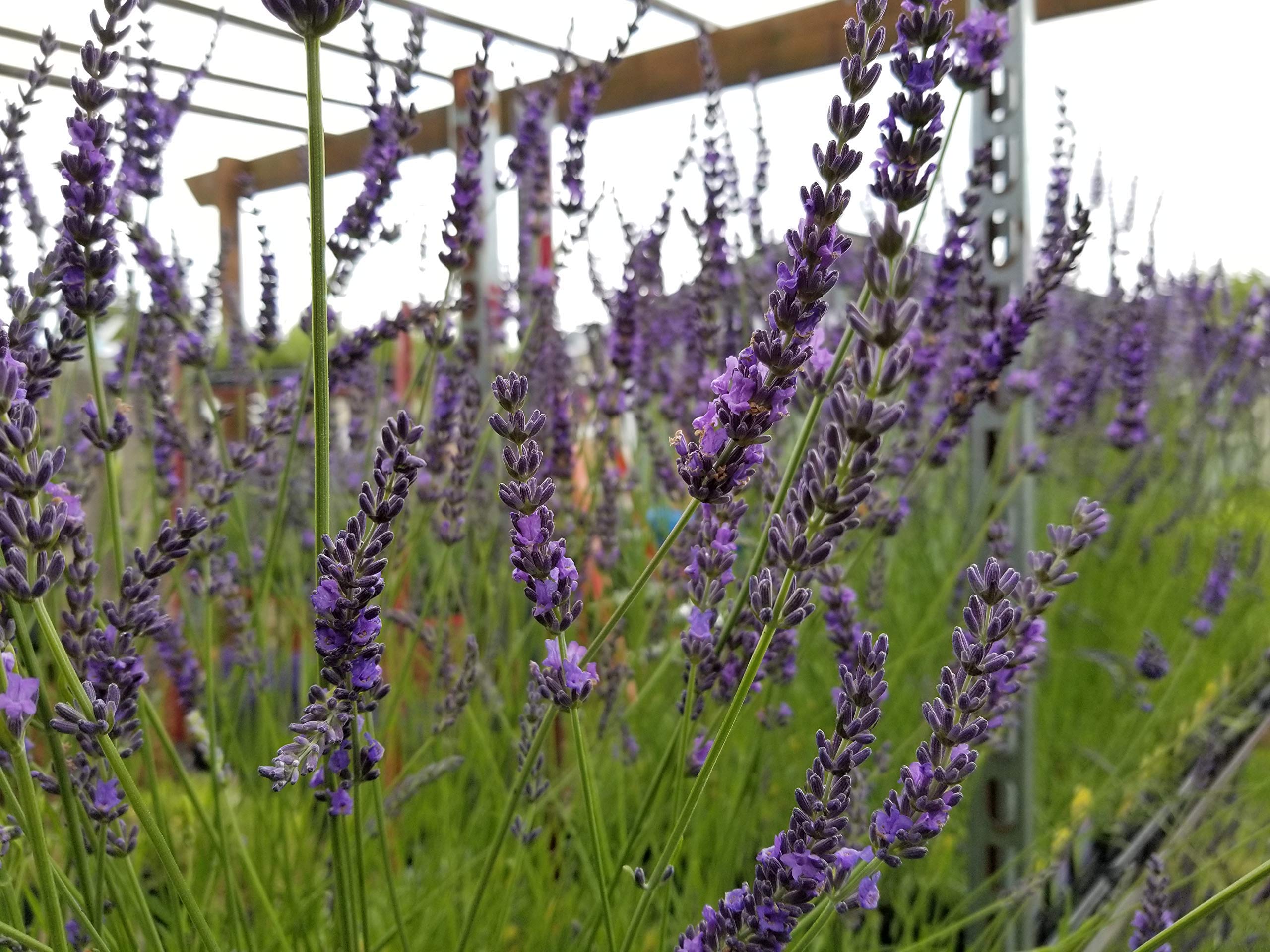 Lavender x Intermedia Phenomenal Plants - 4