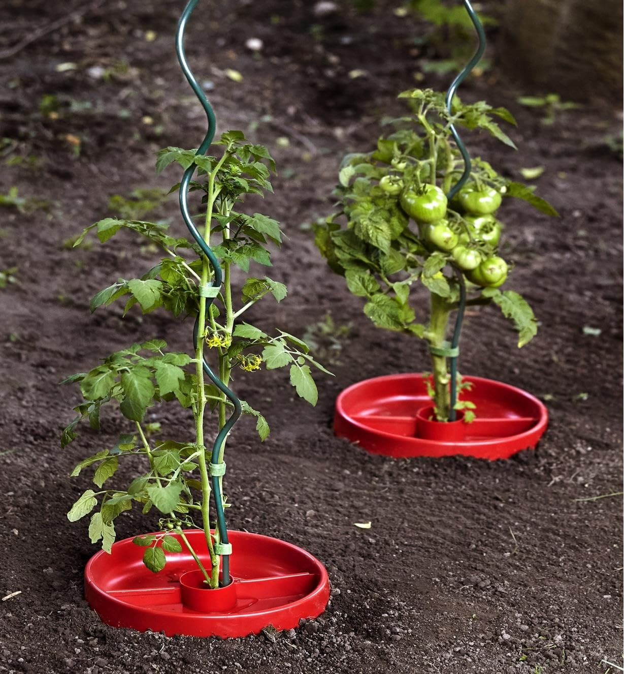 59-inch Green Spiral Tomato Stakes - Pack of 10 | 6mm Thick Twist Plant Supports for Climbing Tomatoes, Vines & Vegetables | Durable Garden Stakes for Outdoor Planting, Trellising & Vertical Gardening