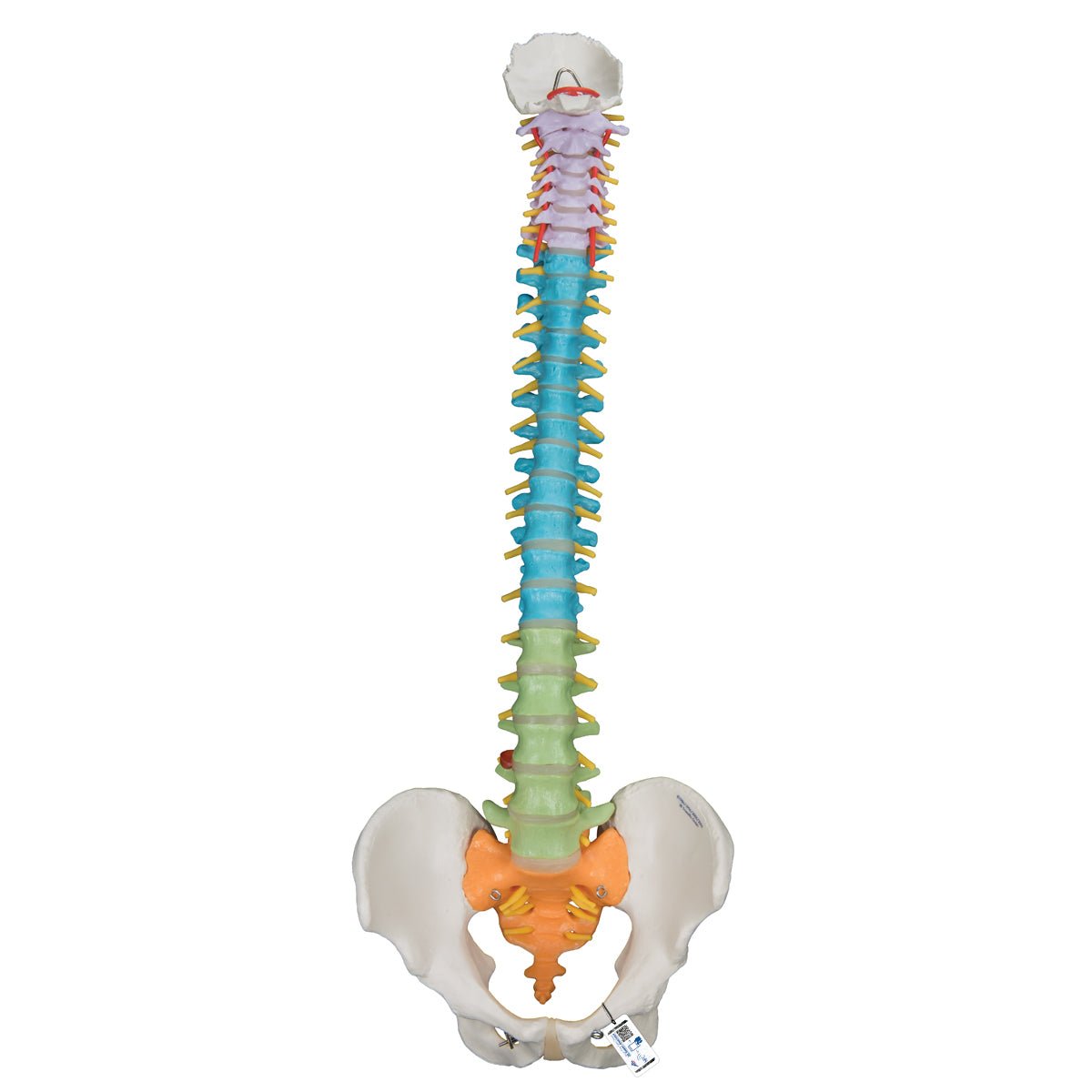 Didactic Flexible Spine Model - Anatomical Human Vertebral Column for Medical Education & Training | Perfect for Classrooms, Labs & Chiropractic Studies
