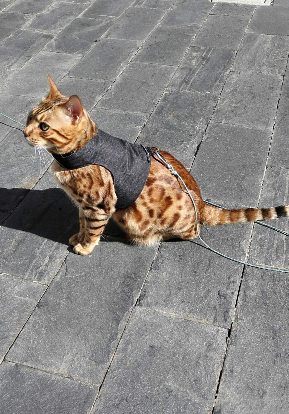 Premium Black Denim Cat Jacket & Harness for Adult Cats - Escape-Proof Walking Vest for Outdoor Adventures and Vet Visits