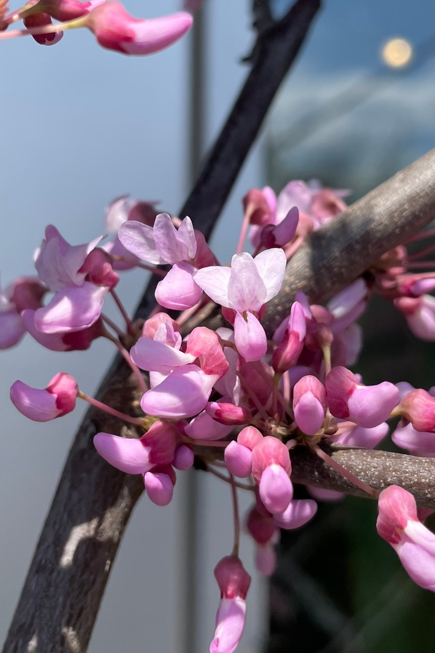 Cercis Canadensis MN Strain #10 - Premium Redbud Tree for Landscaping & Garden Decoration | Perfect for Backyard, Patio, and Outdoor Spaces