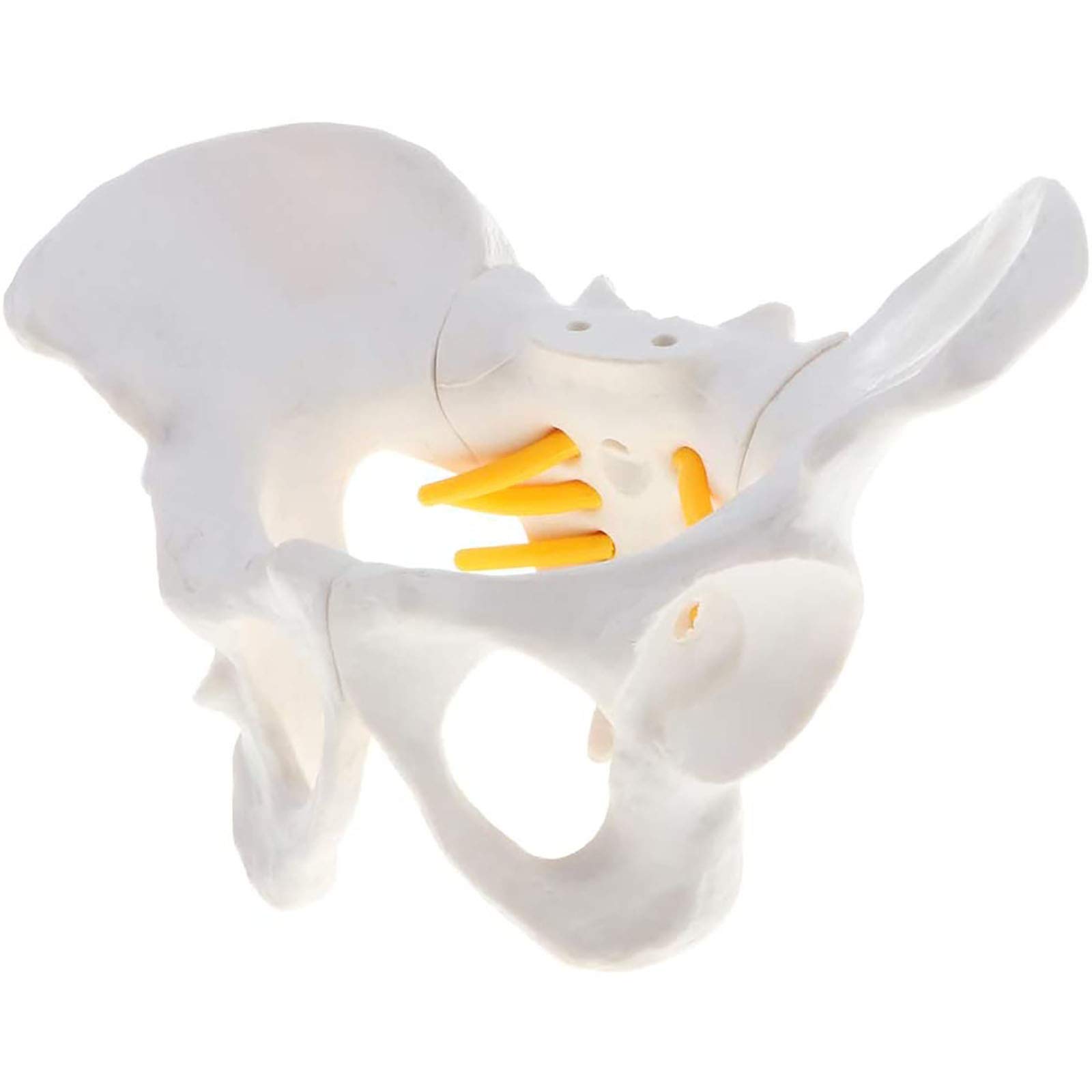 Female Pelvis Skeletal Model - Medical Anatomical Human Pelvic Bone Structure for Science Classroom, Medical Study & Teaching Display | Perfect for Anatomy Education, Doctor's Office & Medical Training