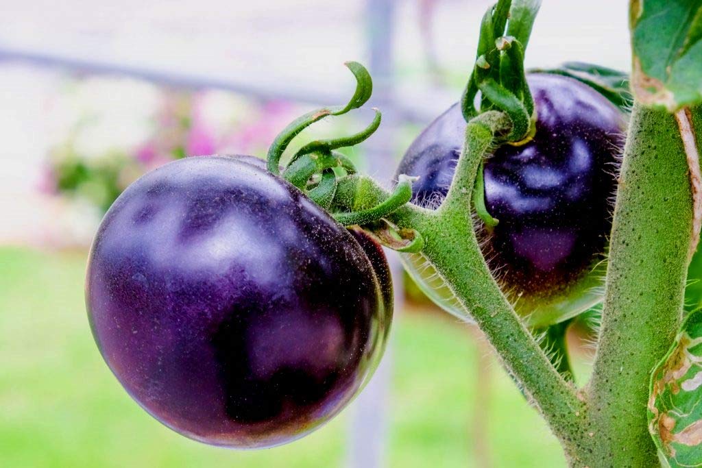 Rare Purple Blue Indigo Rose Tomato Seeds - 20 Count Pack for Home Gardening, Organic Heirloom Variety - Perfect for Salads, Sauces, and Fresh Eating