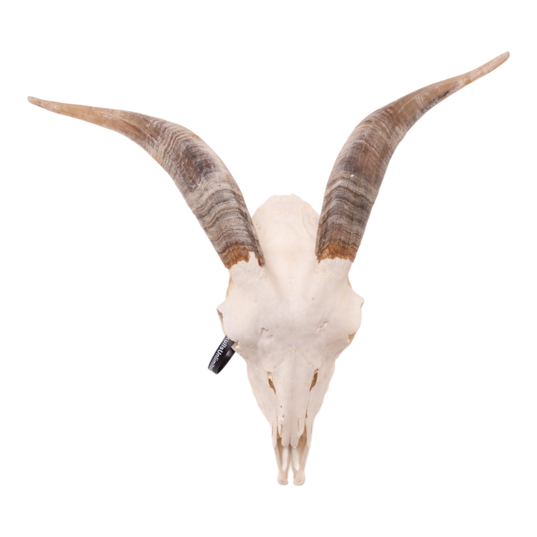 Authentic Large Domestic Goat Skull for Home Decor, Gothic Display, Halloween Props, and Taxidermy Collection - Single Piece