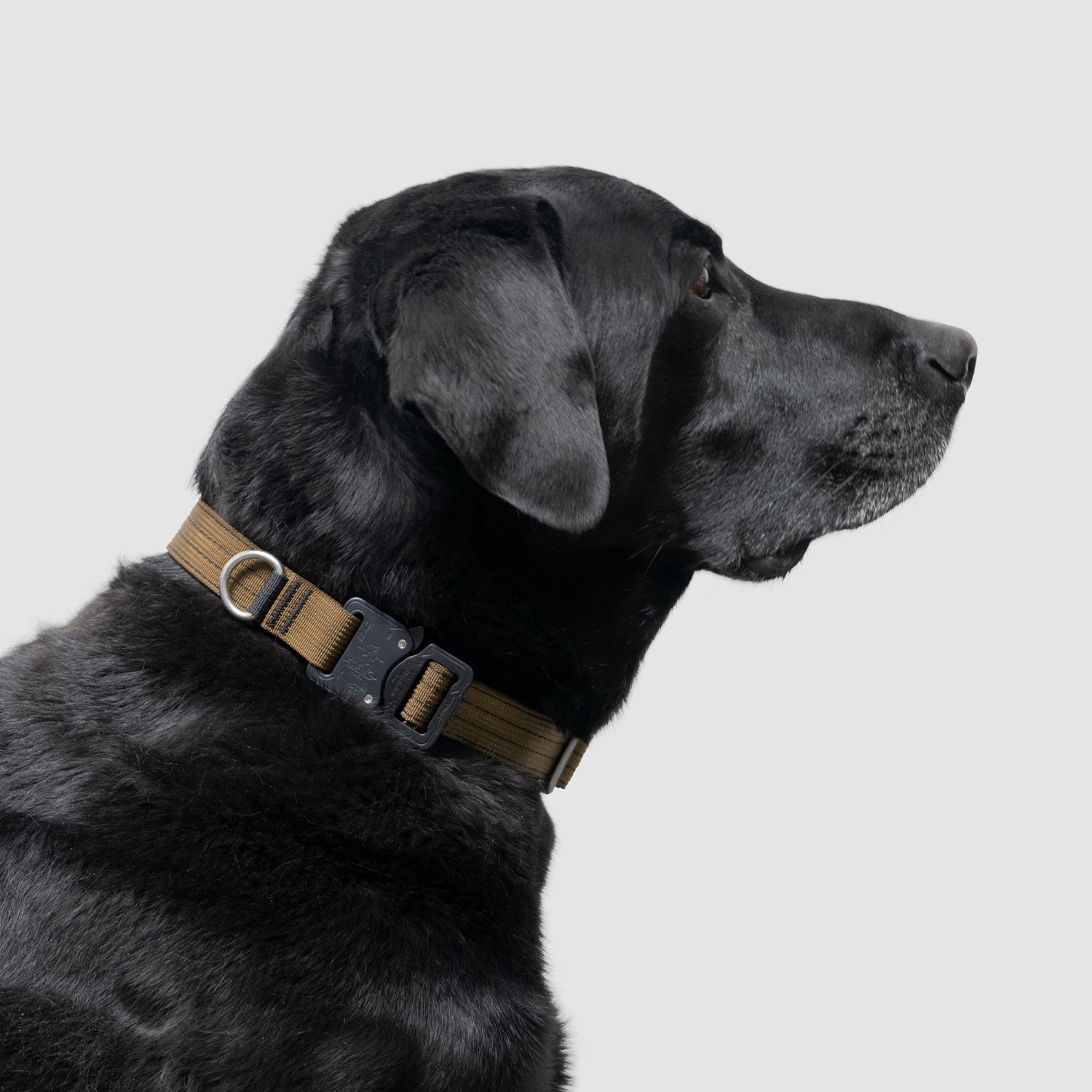Lifetime Pro Collar - Durable Dog Collar with Reflective Stitching for Safety | Perfect for Walking, Training & Outdoor Adventures
