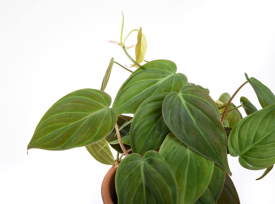 Philodendron Micans - 3 Live Plants in 4 Inch Growers Pots - Air Purifying Indoor Houseplant for Home, Office & Gift - Easy Care Tropical Plant from Florida