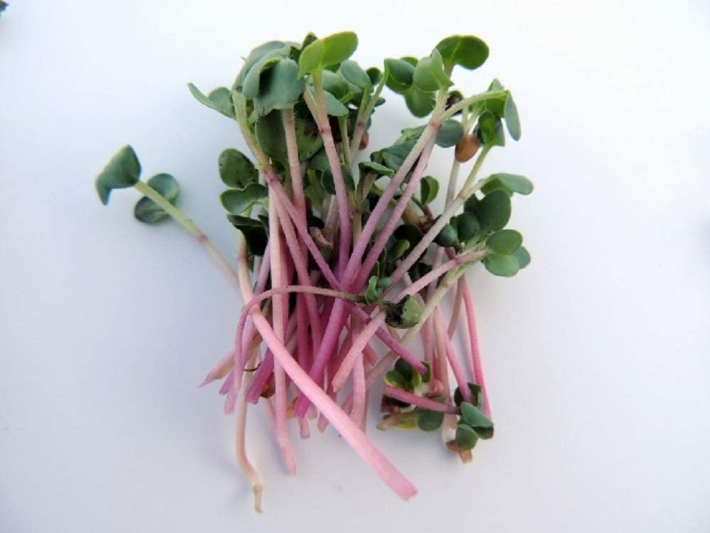 Organic Radish Duo Sprouting Seeds - Non-GMO Daikon & Red Radish Mix - 2oz for Home Gardening, Microgreens & Healthy Salads - Perfect for Indoor Hydroponics & Vegan Diets