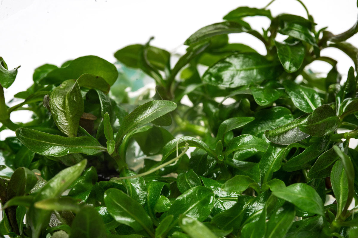 Hygrophila Araguaia Tissue Culture Live Aquarium Plant - Easy Carpeting Plant for Freshwater Fish Tanks, Aquascaping & Nano Tanks