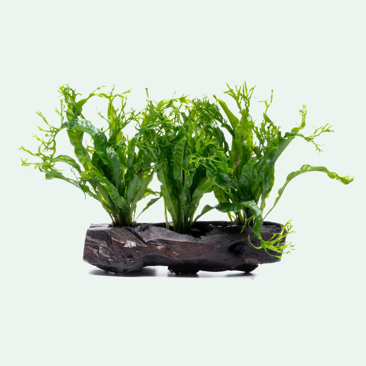 Microsorum Pteropus Windelov Java Fern on Driftwood - Perfect for Aquascaping & Tropical Fish Tanks