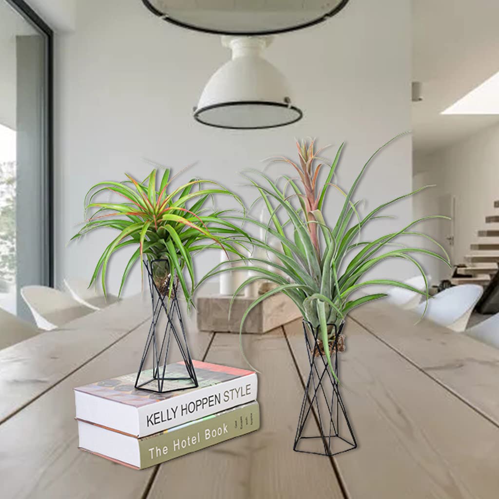 Nordic Air Plant Holder - Geometric Iron Tillandsia Stand with Metal Flower Pot, Black | Modern Home & Office Decor for Succulents, Air Plants & Small Plants