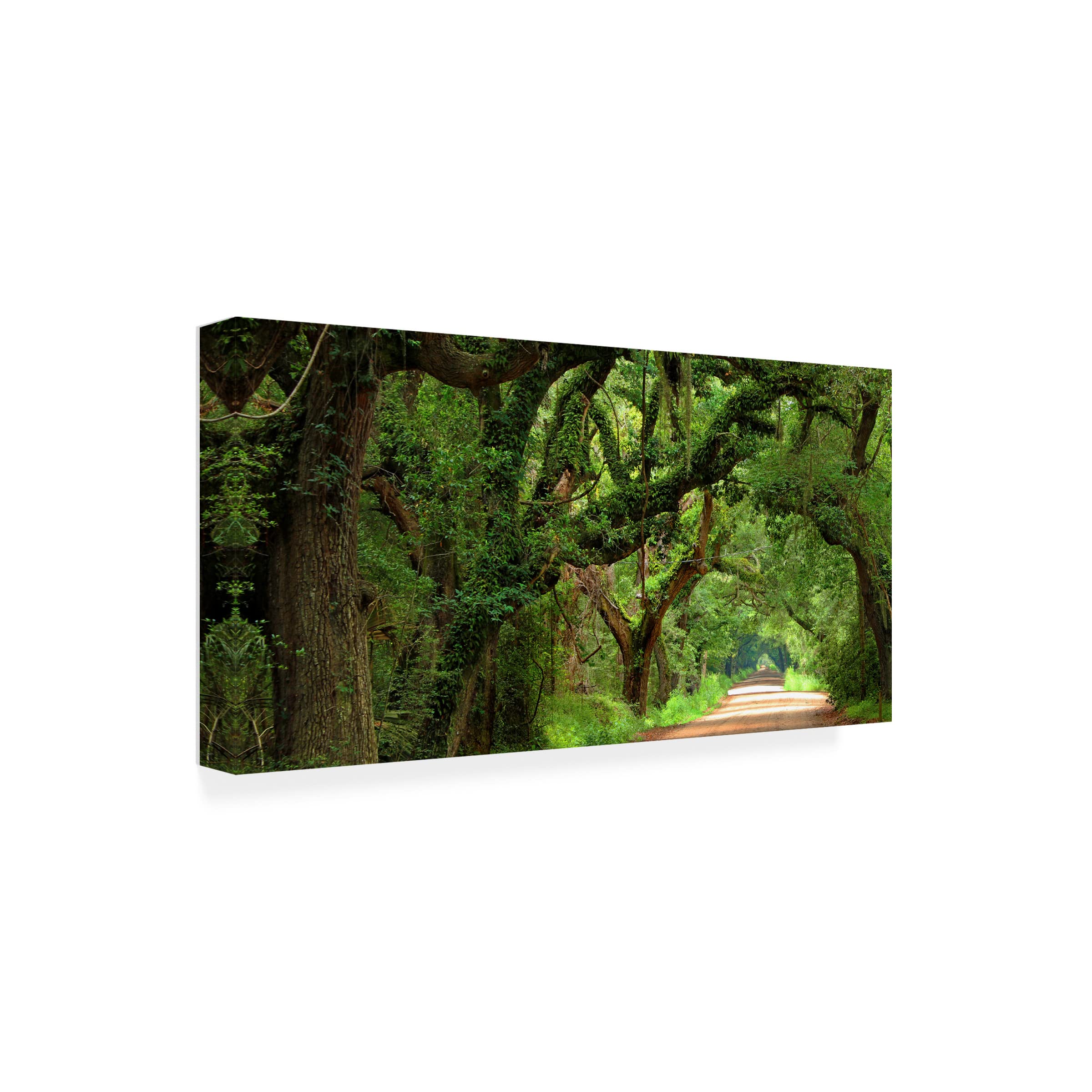 James McLoughlin 'Canopy Road Panorama V' Canvas Wall Art Print - 12x24 Inches - Modern Landscape Painting for Living Room, Bedroom & Office Decor
