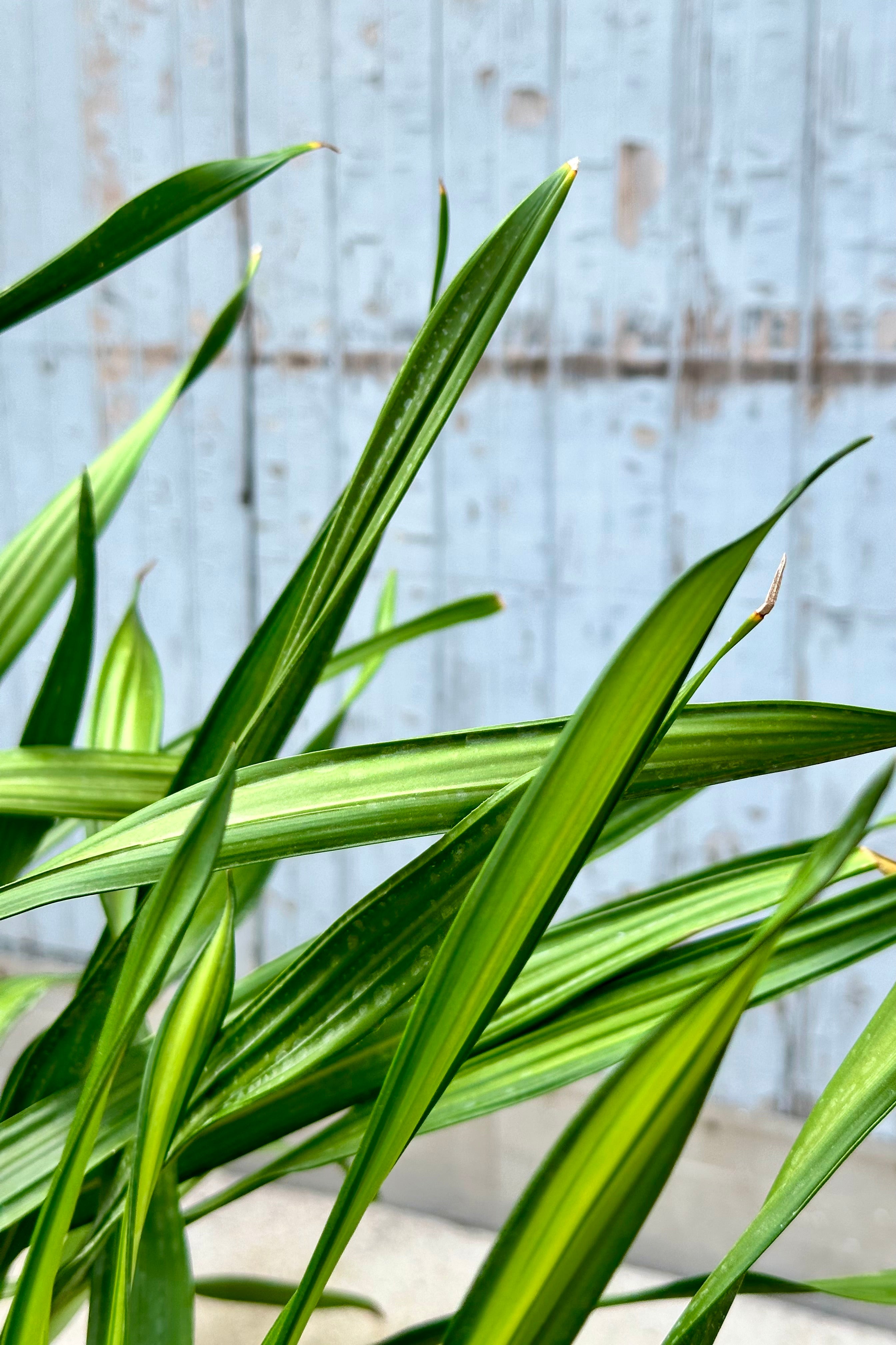 Dracaena deremensis 'Rikki' 14 Tips - Premium Indoor Plant for Home & Office Decor - Perfect for Living Room, Bedroom, and Workspace Air Purification