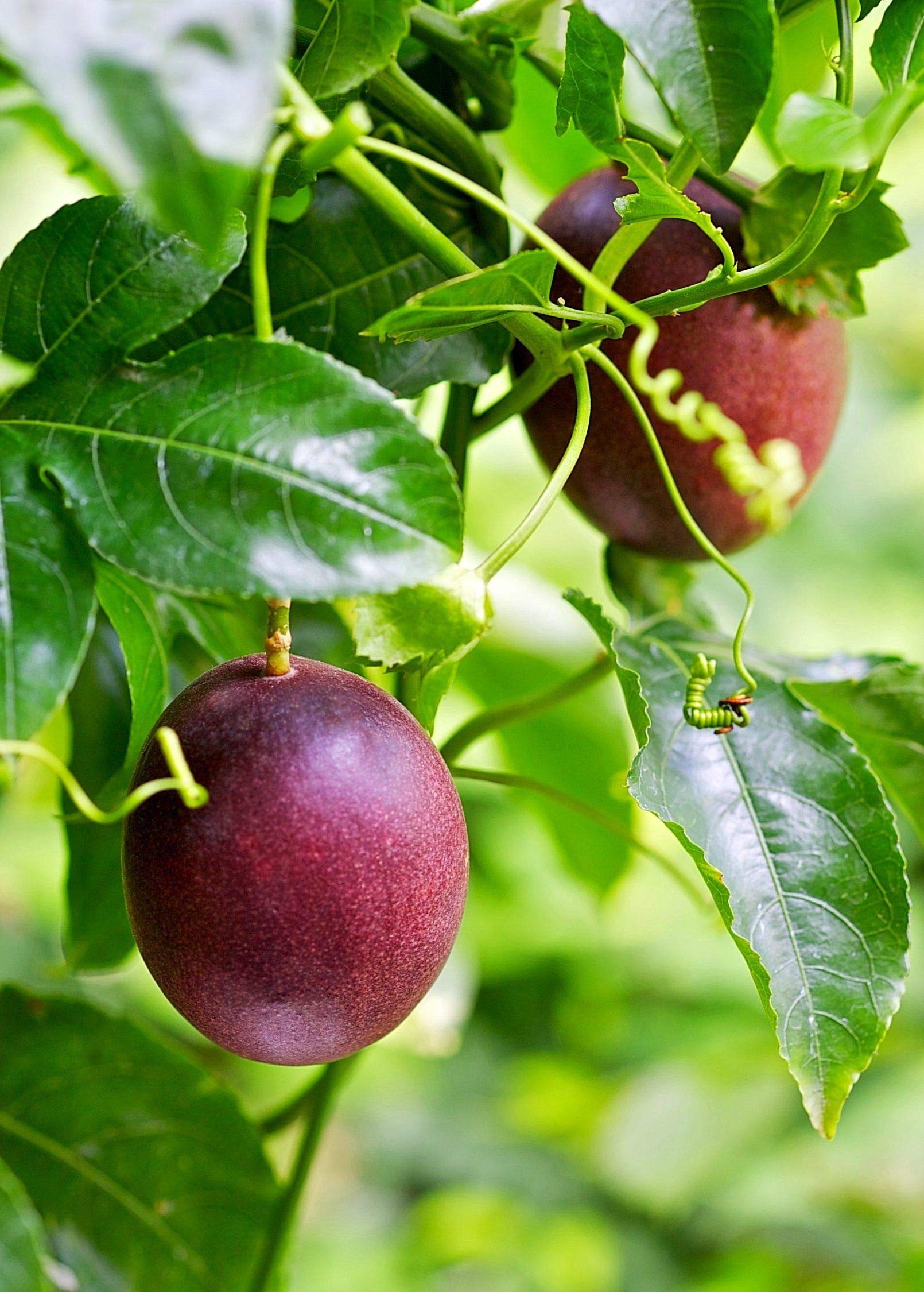 Passion Fruit Plant - 10 Live Plants in 4 Inch Growers Pots - Edible Fruit Bearing Vine for Patio, Garden & Backyard - Perfect for Home Gardening, Landscaping & Fresh Fruit Harvesting