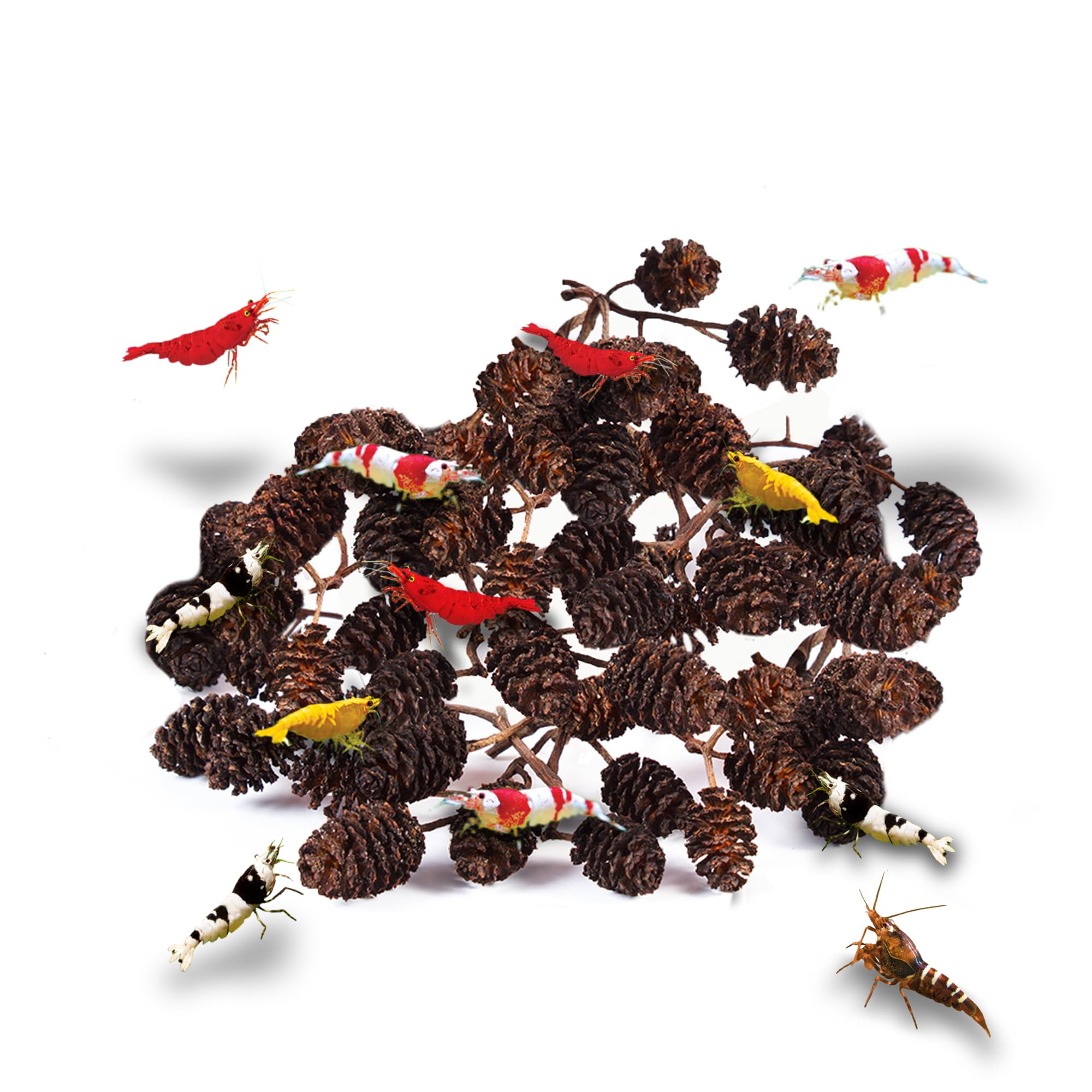 JOR 30 Pack Natural Alder Pine Cones for Aquarium Decor - Lower pH, Soften Water, Safe for Shrimp & Tropical Fish | Foraging Chew Treat for Parrots, Guinea Pigs | Perfect for Fish Tanks, Reptile Habitats & Small Pet Enrichment