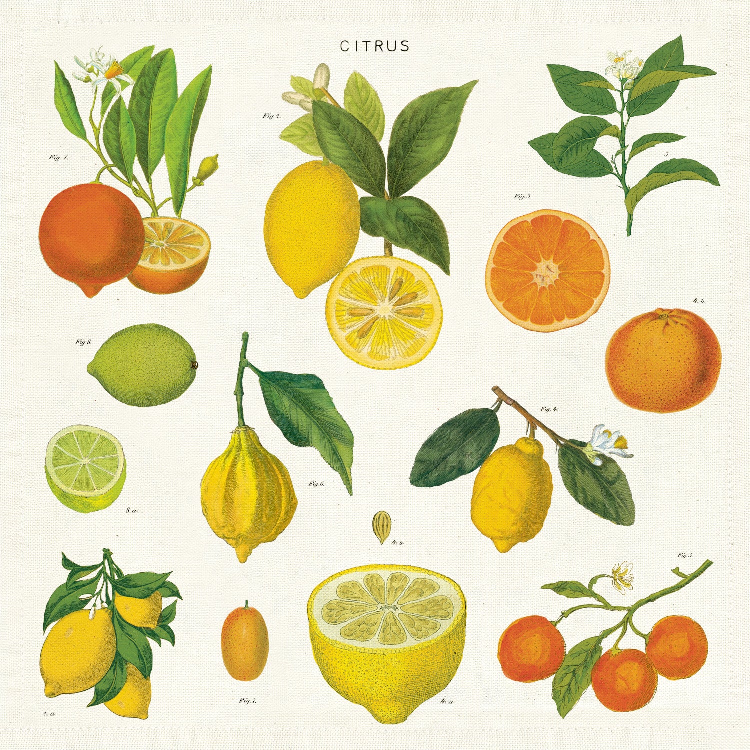 Premium 100% Cotton Citrus Print Cloth Napkins - Set of 4 Reusable Eco-Friendly Dinner Napkins for Parties, Weddings & Everyday Dining