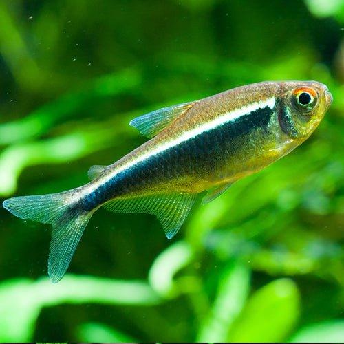 Black Neon Tetra (Hyphessobrycon herbertaxelrodi) - Stunning Freshwater Aquarium Fish for Community Tanks & Planted Aquascapes