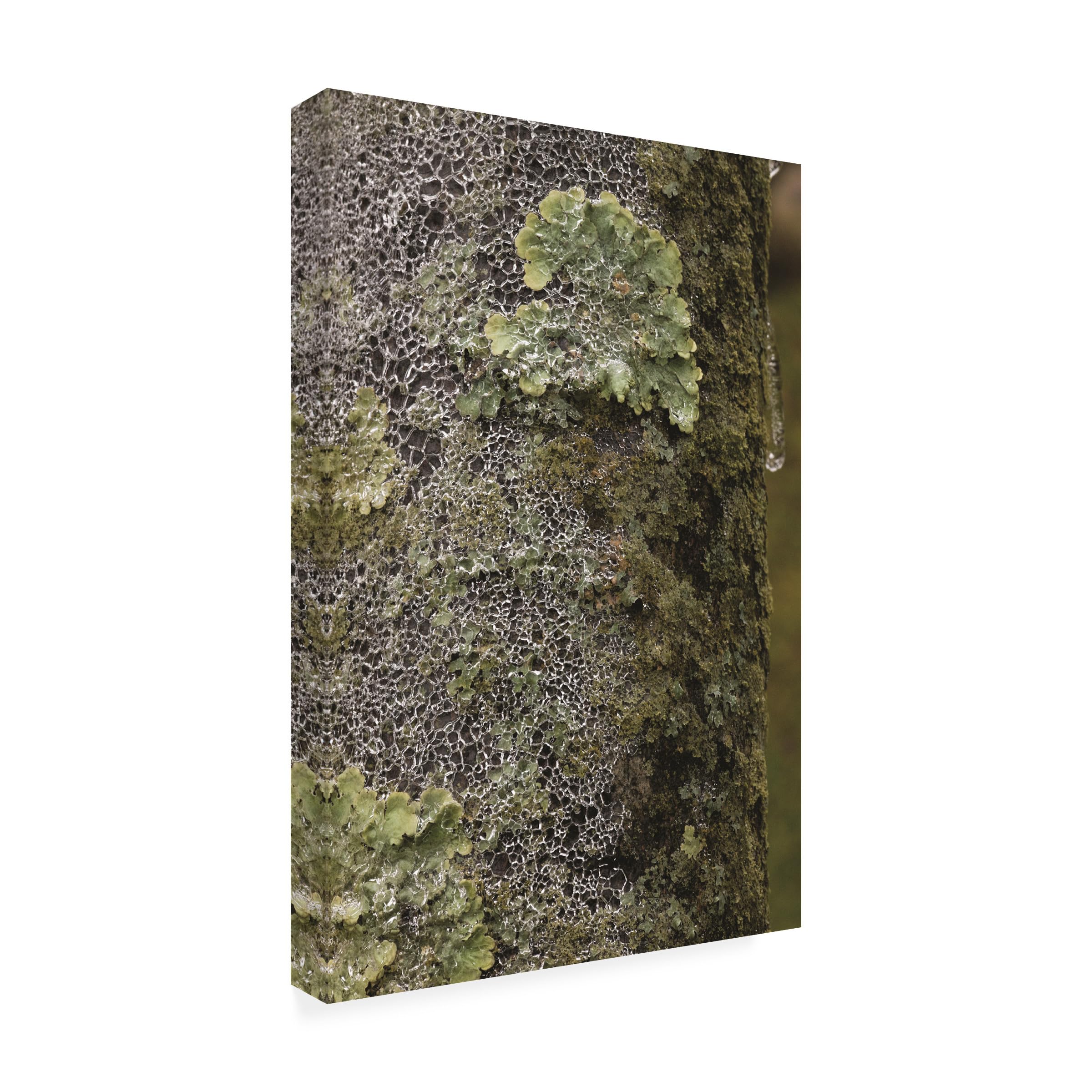 Kurt Shaffer 'Lichen In Ice' Photographic Canvas Art Print - Nature Photography Wall Decor for Living Room, Bedroom & Office
