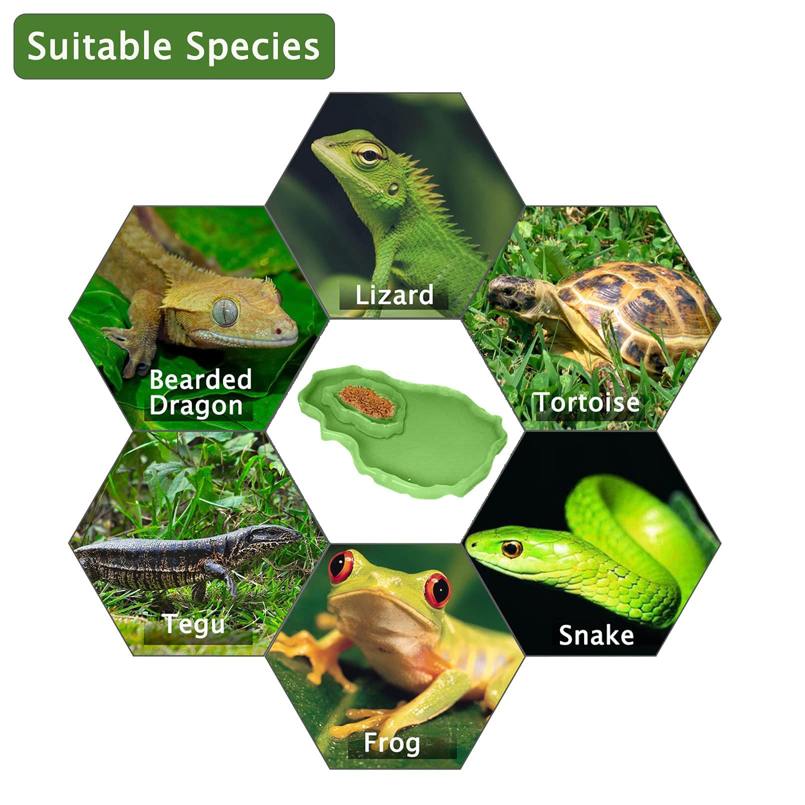 Luminous Reptile Food and Water Bowl Set - 2 Pcs Bearded Dragon Dishes, Tortoise Feeder & Lizard Habitat Accessories for Amphibians (Large & Small) - Perfect for Terrarium Décor with Turtles, Geckos, Snakes, Tegus & Iguanas - Ideal for Feeding, Hydration and Habitat Enrichment