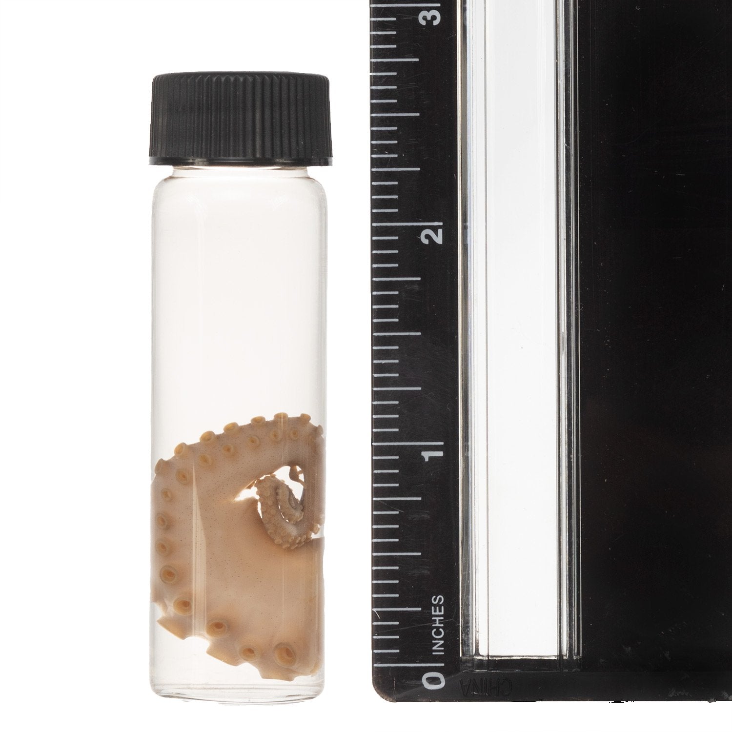 Authentic Real Tentacle Wet Specimen - Preserved Marine Biology Specimen for Science Education & Oddity Collectors | Perfect for Classroom Display, Gothic Decor & Curiosity Cabinets