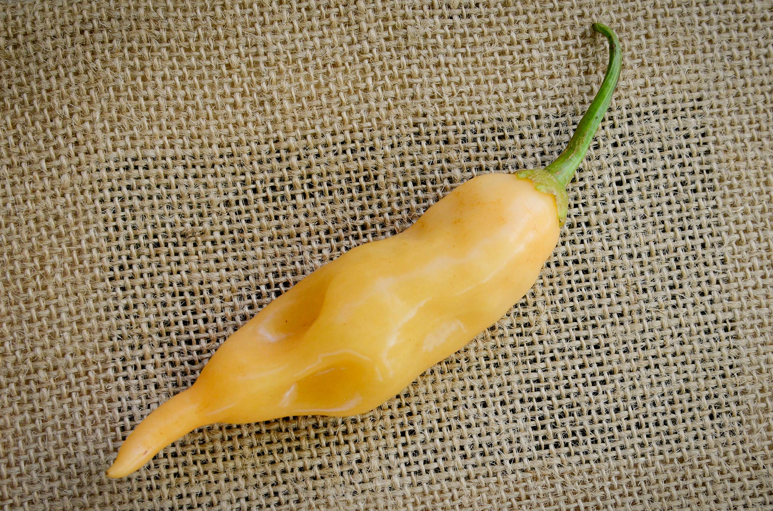 Premium Sugar Rush Malawi Piquante Heirloom Pepper Seeds for Planting - Hot Chili Pepper Variety Packet - Perfect for Home Gardening, Cooking & Spicy Food Lovers