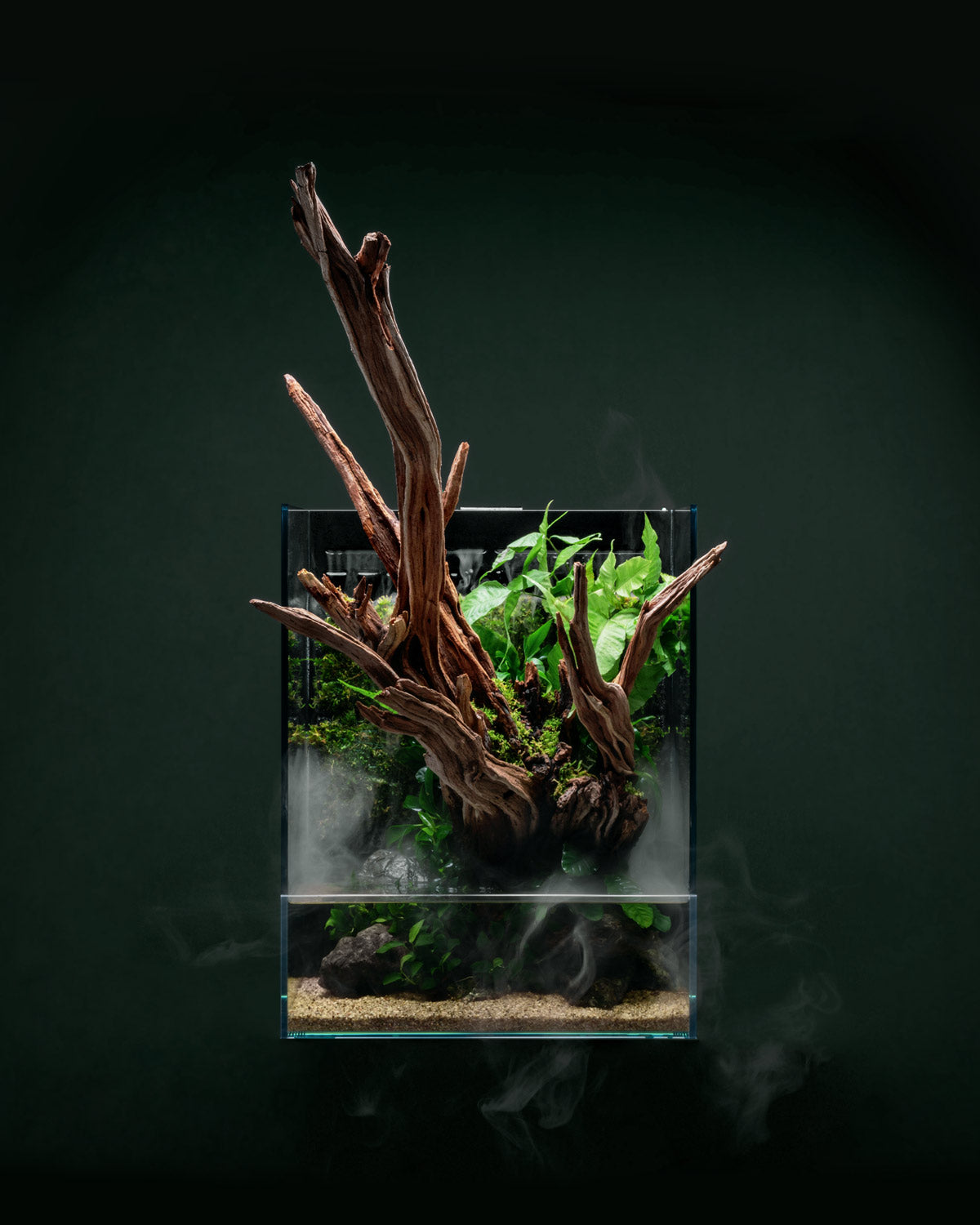 UNS Foresta Line Moss Thread for Aquascaping - Premium Aquarium Moss for Shrimp Tanks, Terrariums & Nature Aquariums