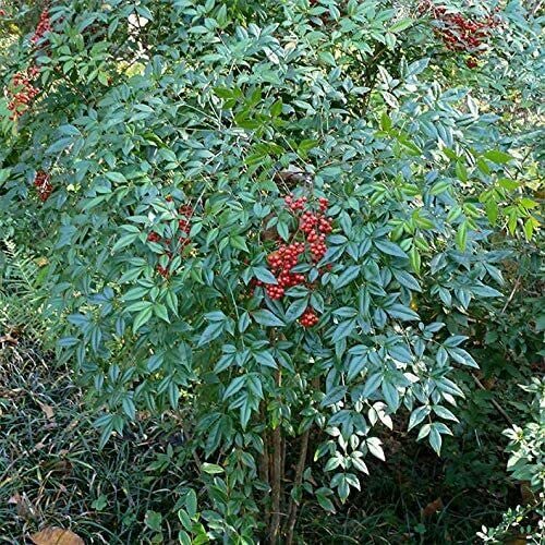 Heavenly Bamboo Seeds (20 Pack) - USA Grown, Ships from Iowa - Perfect for Privacy Hedges, Landscaping & Garden Borders