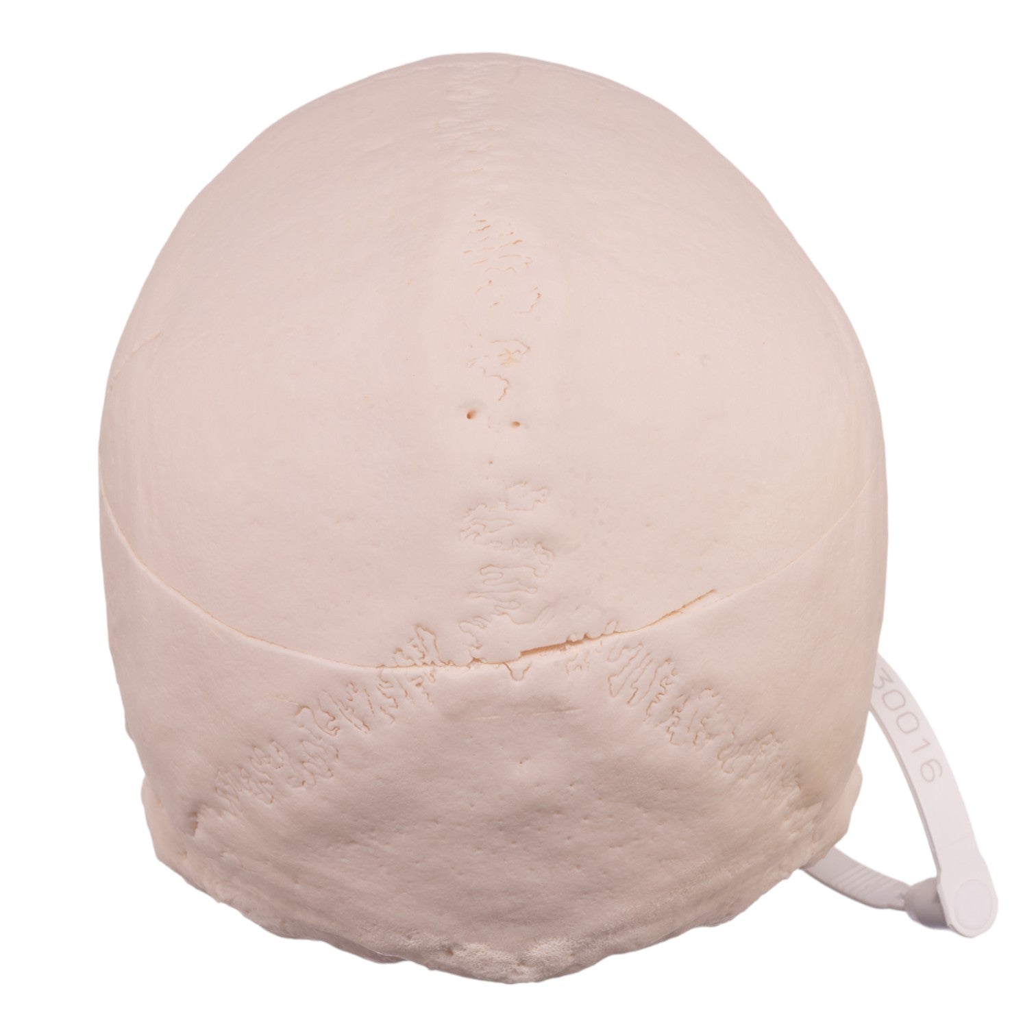 Authentic Human Skull Model for Medical Research & Education - Perfect for Anatomy Studies, Forensic Training & Halloween Decor