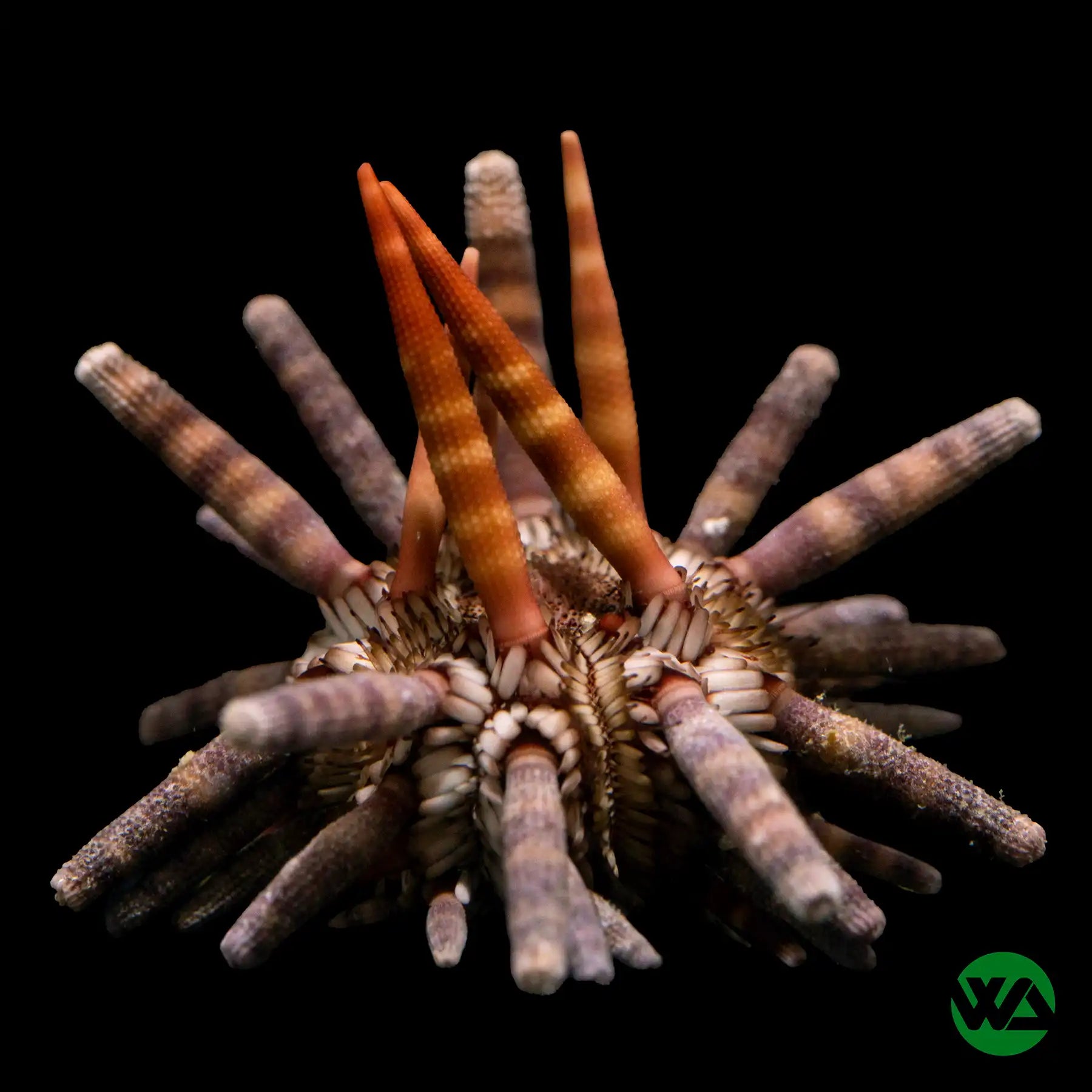 Pencil Urchin (Eucidaris tribuloides) - Unique Marine Aquarium Decor | Perfect for Saltwater Tanks & Ocean-Themed Home Decor