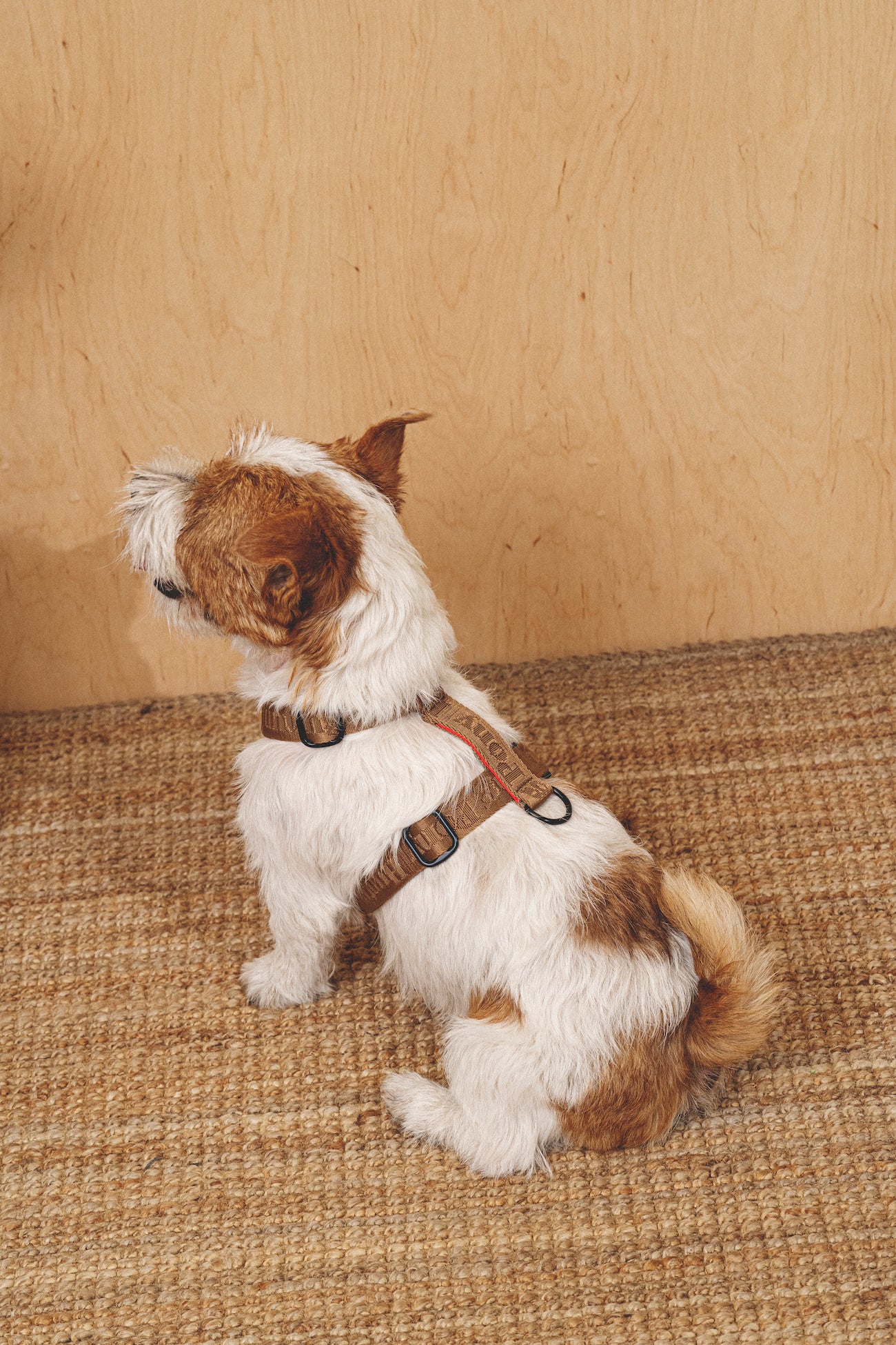 **Comfy Walk Kit for Dogs - Adjustable Harness & Leash Set in Ginger - Perfect for Walking, Training, and Outdoor Adventures**