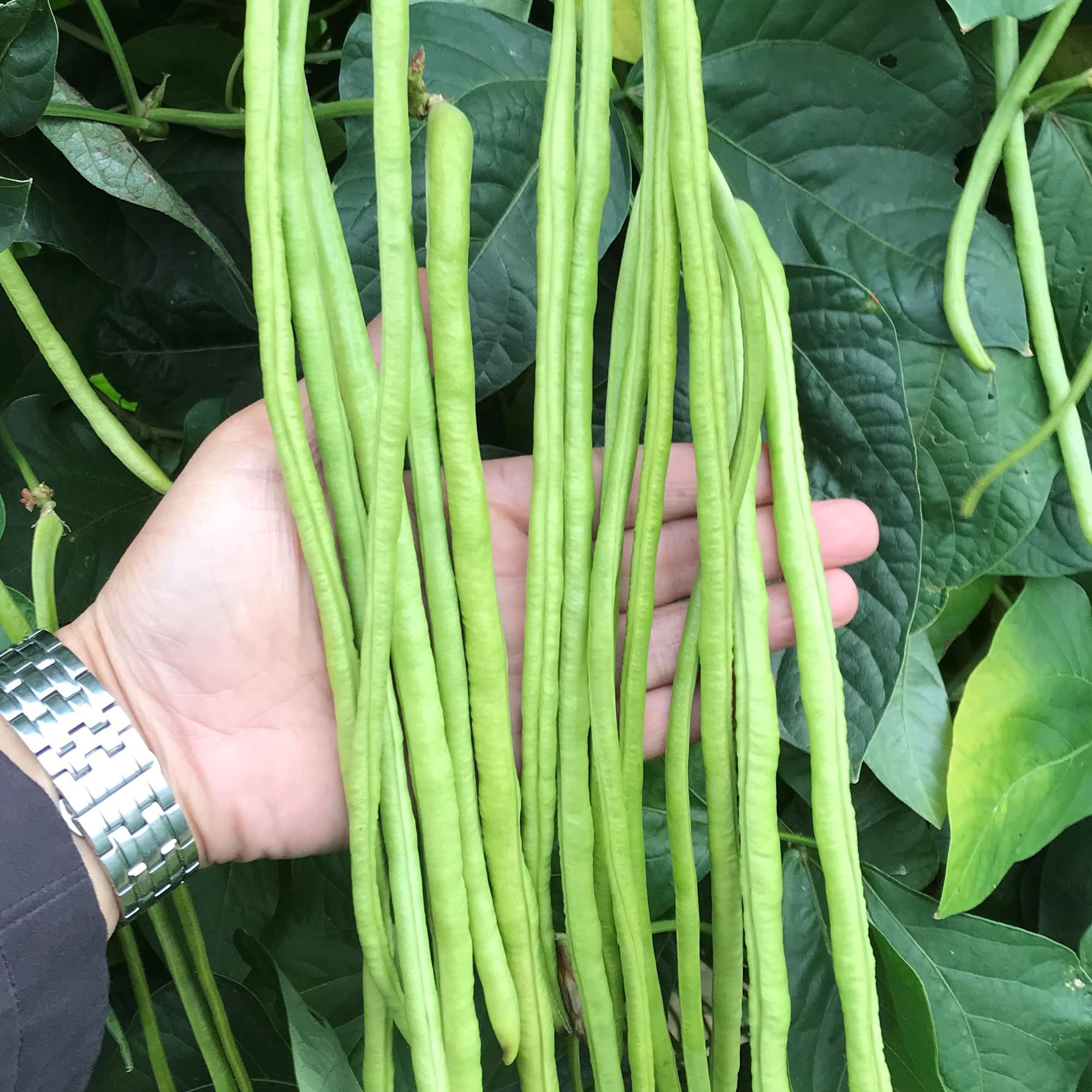 Organic Yard Long Bean Seeds (1 Lb ~2880 Seeds) - Non-GMO Heirloom Asian Vegetable - Perfect for Home Gardens, Stir-fries & Authentic Asian Cuisine