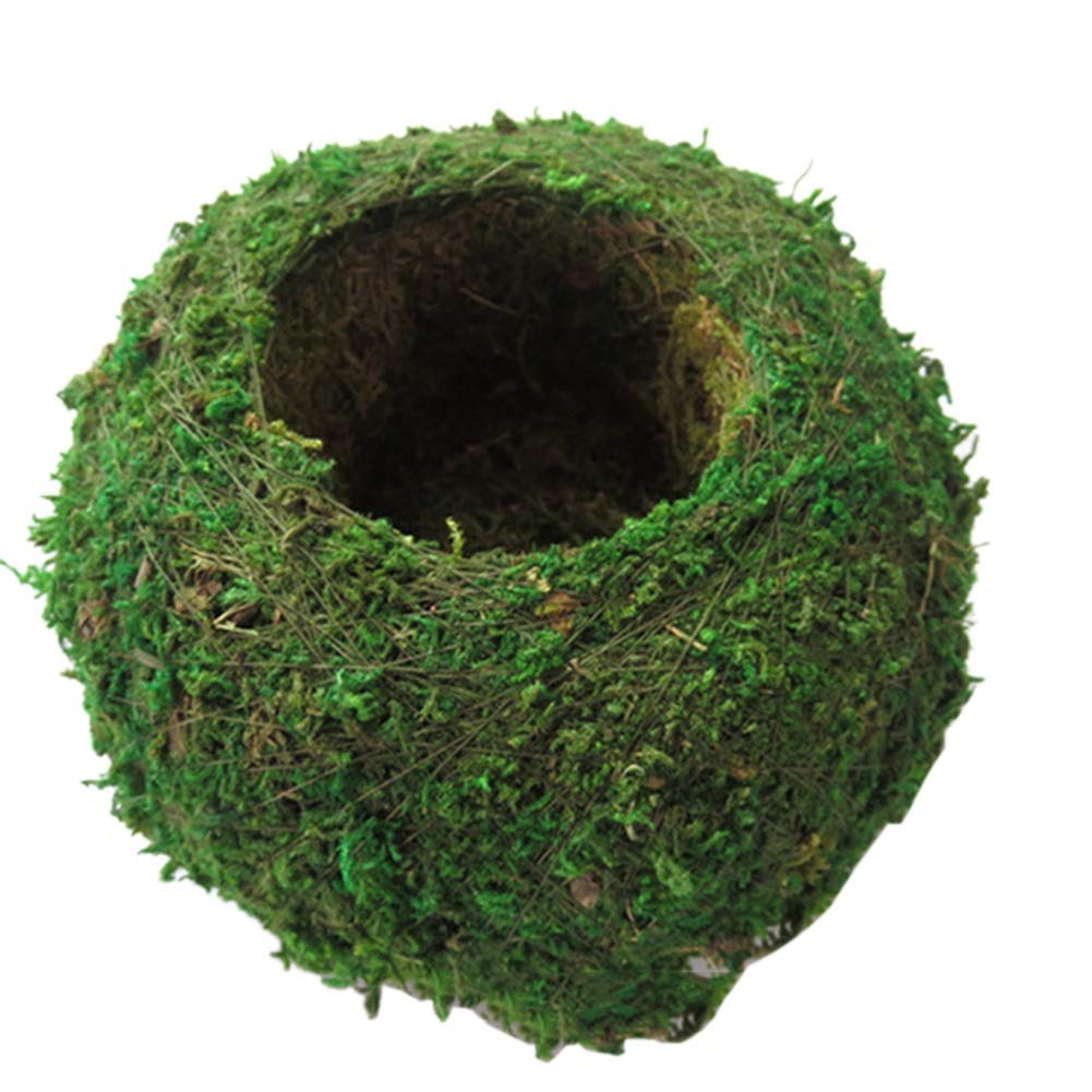Bird Nest Moss Ball Bonsai Plant Kit - DIY Gardening Home Decor for Tabletop, Office Desk & Indoor Greenery (Perfect for Zen Gardens, Terrariums & Home Decoration)