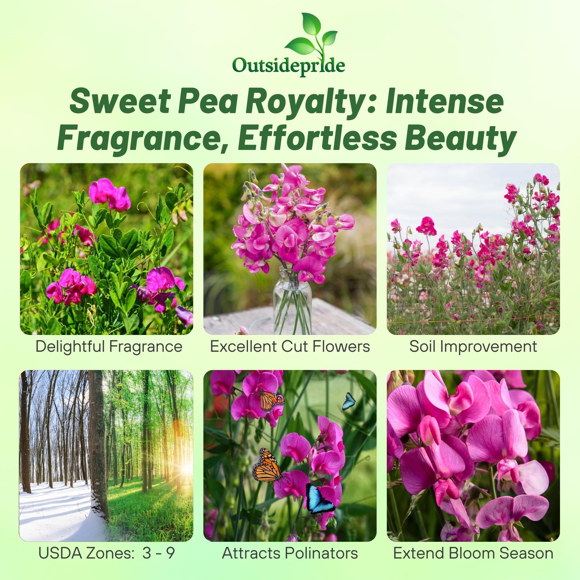 Outsidepride 500 Seeds Annual Lathyrus Odoratus Sweet Peas Royal Rose Pink Vine Seeds for Planting - Fragrant Climbing Flowers for Garden Trellis, Fences & Outdoor Decor