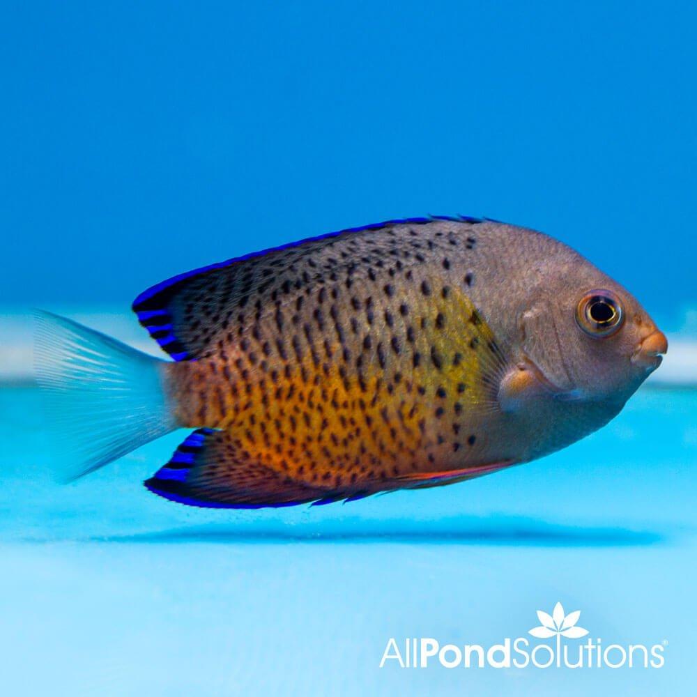 Rusty Angelfish (Centropyge Ferrugata) - Saltwater Aquarium Fish for Reef Tanks & Marine Aquascaping