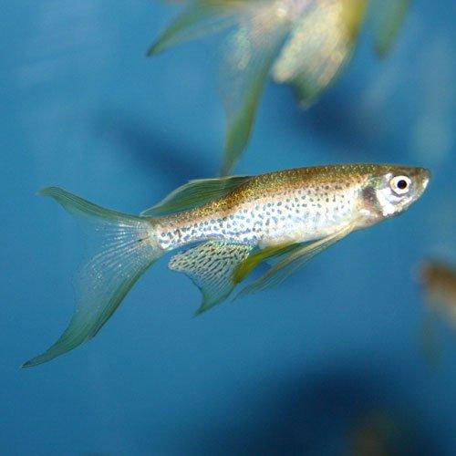 Long Fin Leopard Danio Fish - Live Aquarium Fish for Freshwater Tanks | Perfect for Community Tanks, Aquascaping & Home Aquariums
