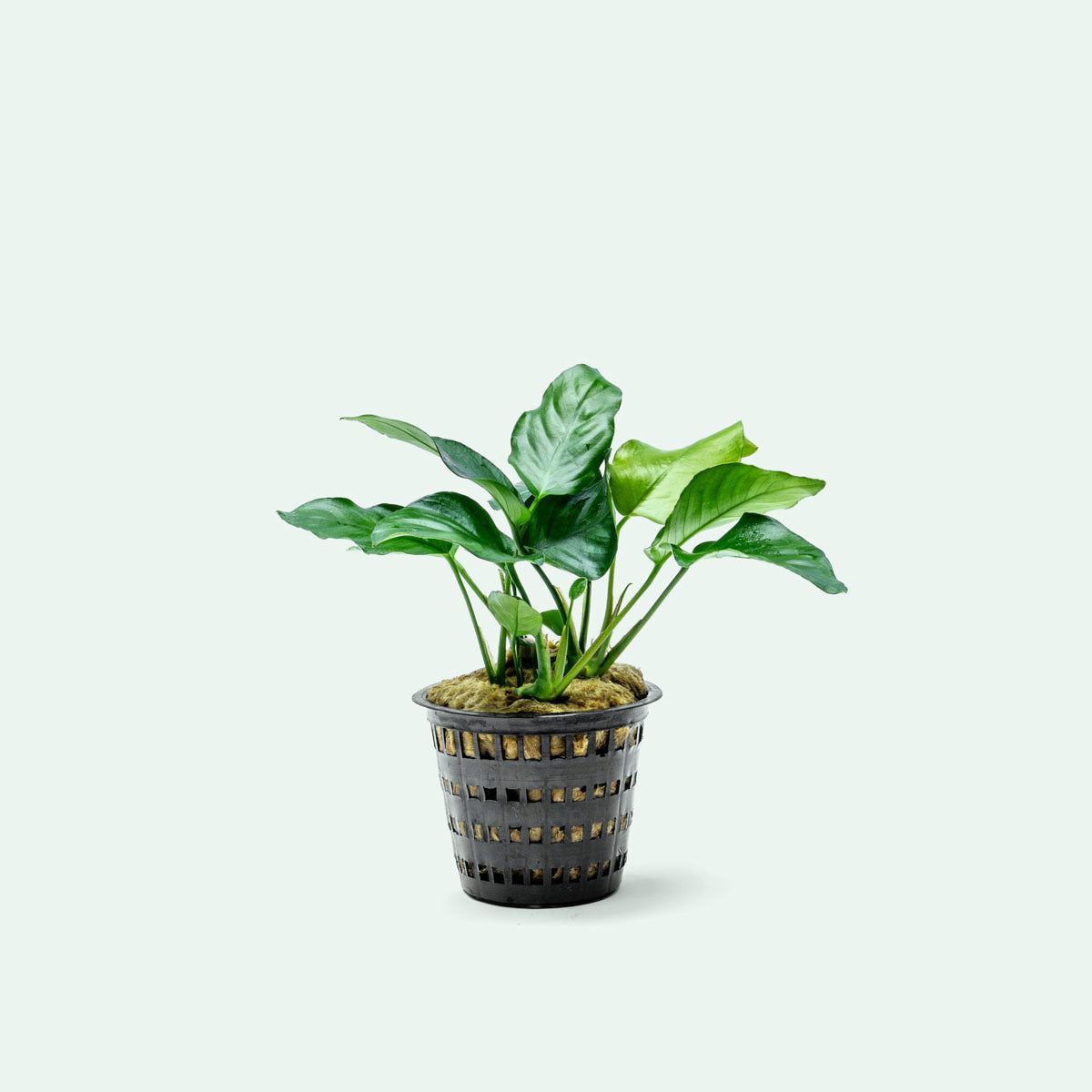 Anubias Nana Mother Plant - Live Aquarium Plant for Fish Tanks, Aquascaping & Freshwater Aquariums