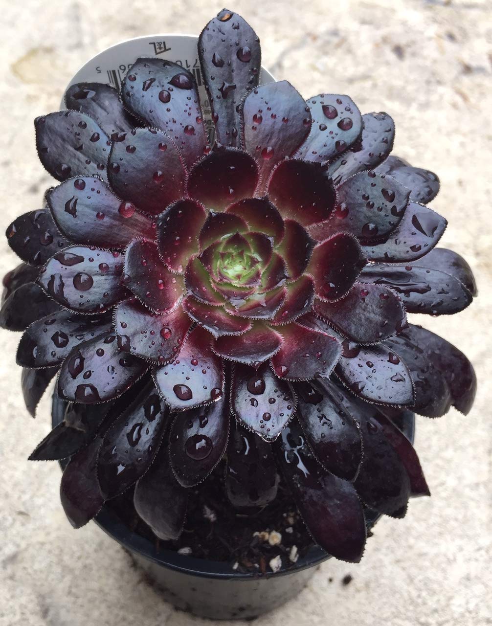 Black Rose Succulent Plant - Aeonium Arboreum 'Schwarzkopf' Live Succulent for Home Decor, Office Desk, Garden Landscaping & Gift Ideas