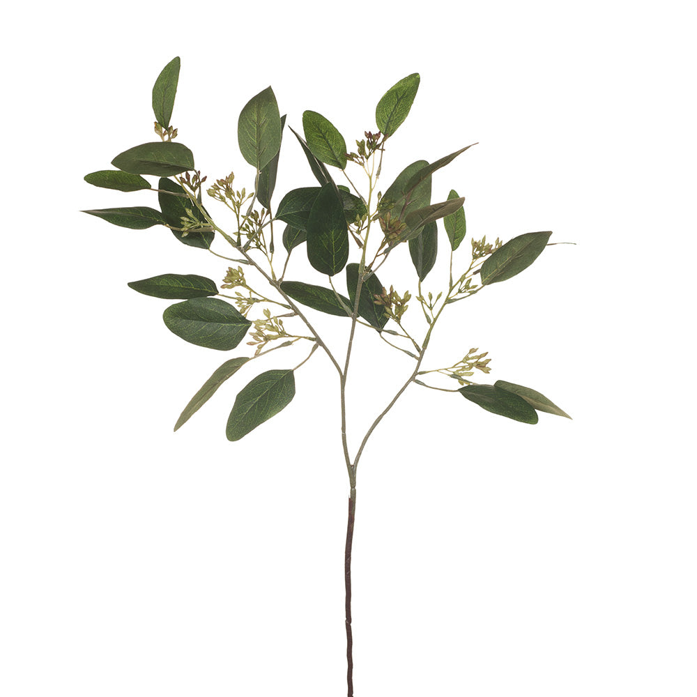 Organic Eucalyptus Leaves and Seeds (Green) - Natural Aromatherapy, DIY Crafts, and Home Decor for Relaxation & Wellness