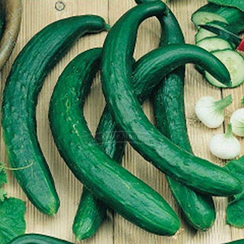 Chinese Snake Cucumber Seeds - 100 Count, Long 12-20 Inch Cucumbers with High Yield | Perfect for Fresh Salads, Pickling, and Asian Cuisine