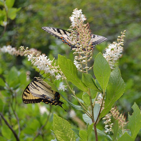Sweetpepper Bush (Clethra alnifolia) - Fragrant Summer Blooming Shrub for Landscaping, Gardens & Pollinator-Friendly Yards