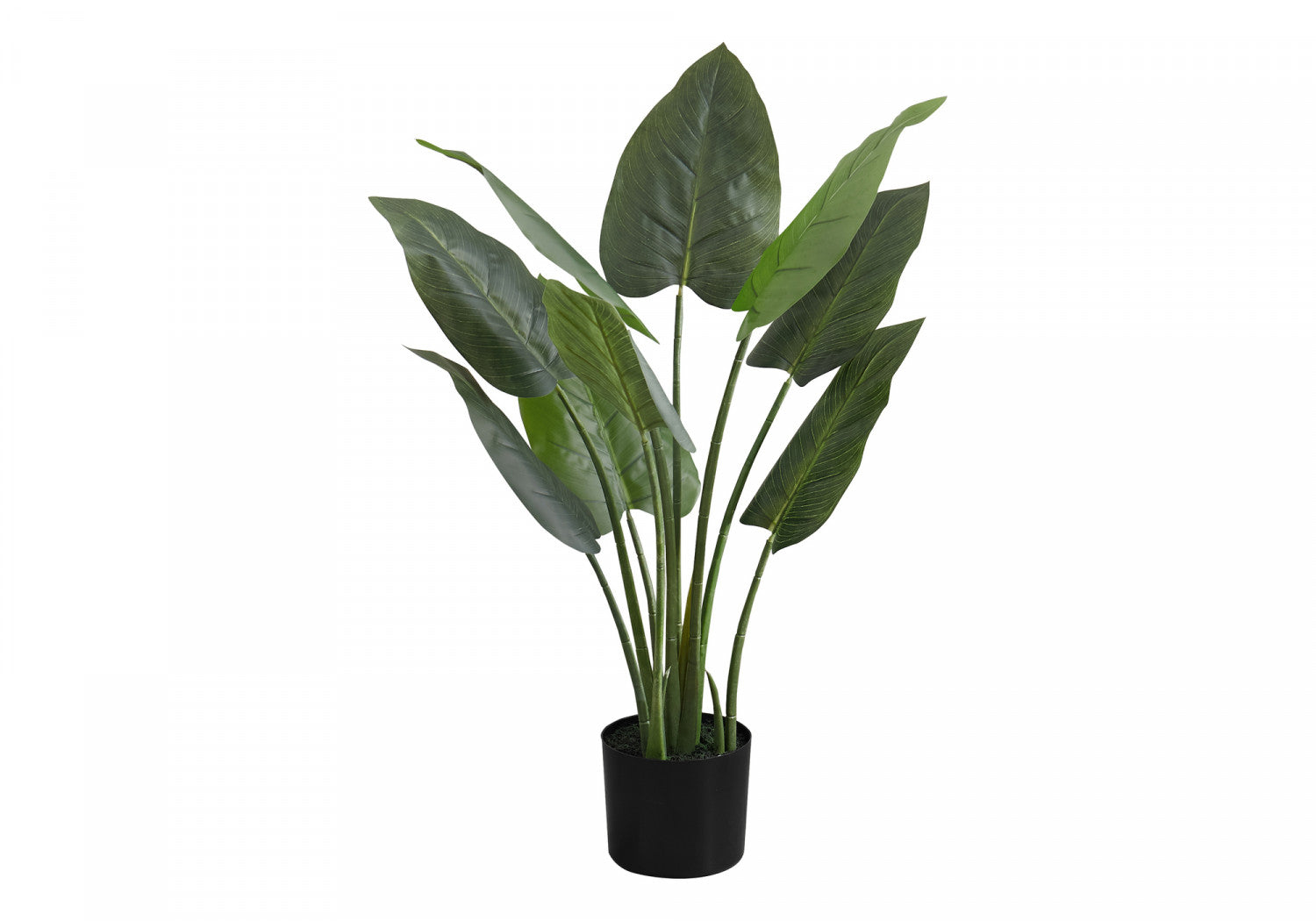 37 Aureum Pothos Plant in 5 Black Pots - Low Light Indoor Houseplant for Home, Office, or Bathroom Decor