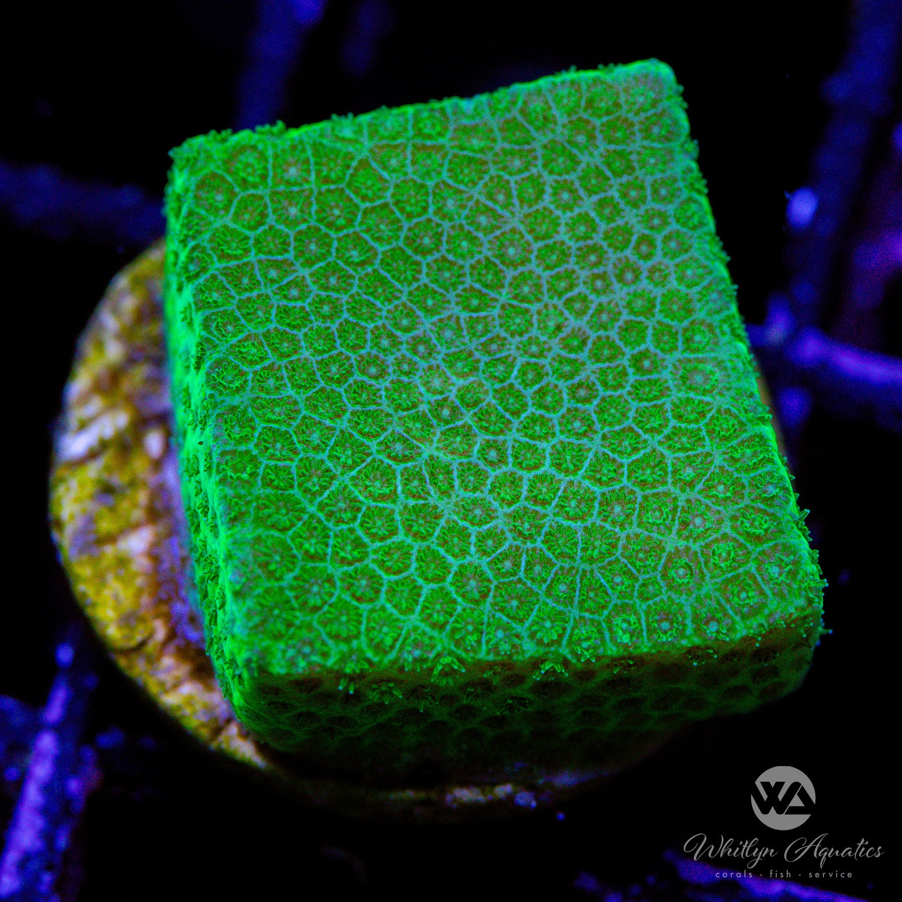 Premium Green Monti Coral Frag for Saltwater Aquariums - WYSIWYG Live Coral for Reef Tanks, Nano Tanks & Coral Propagation (Perfect for Beginners & Advanced Hobbyists)